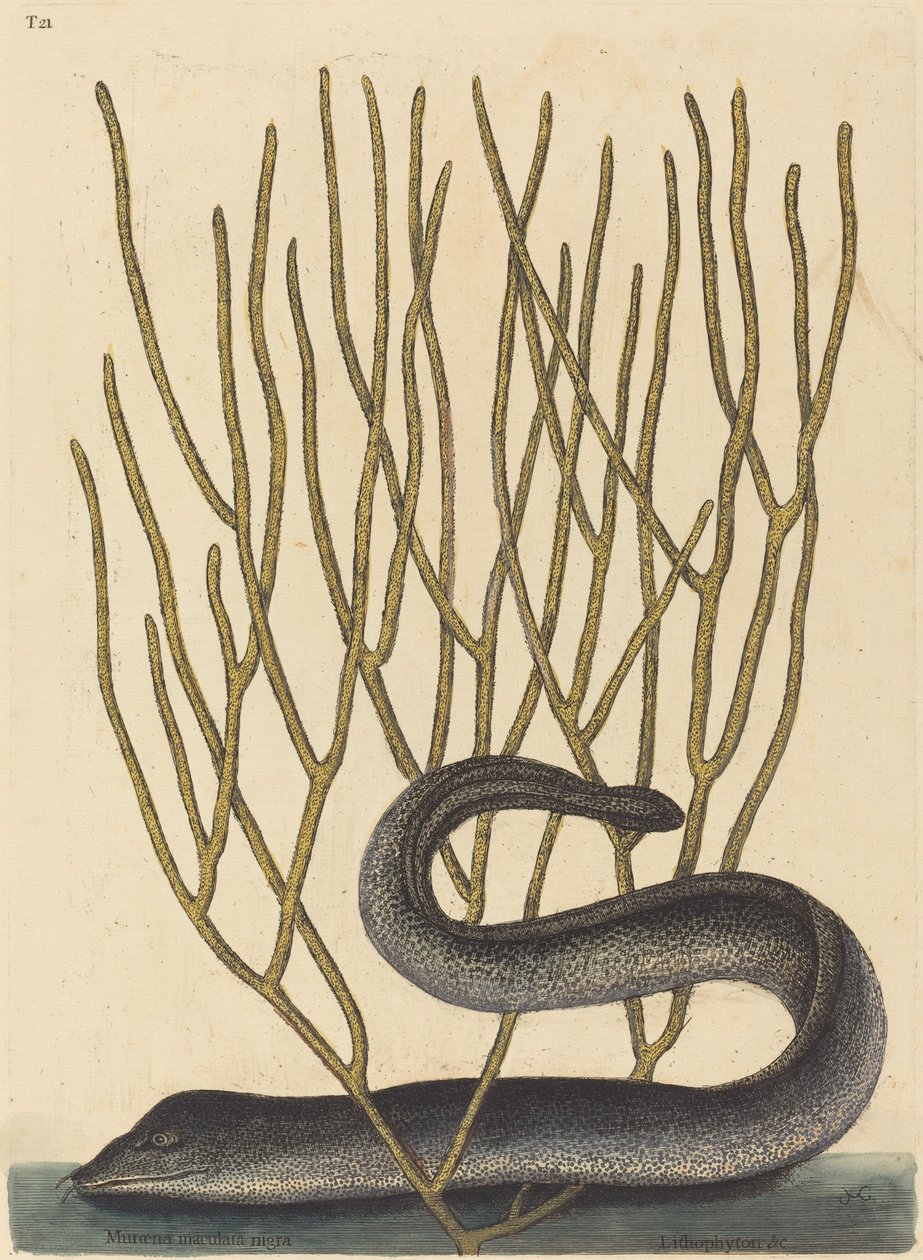Czarny Muray autorstwa Mark Catesby