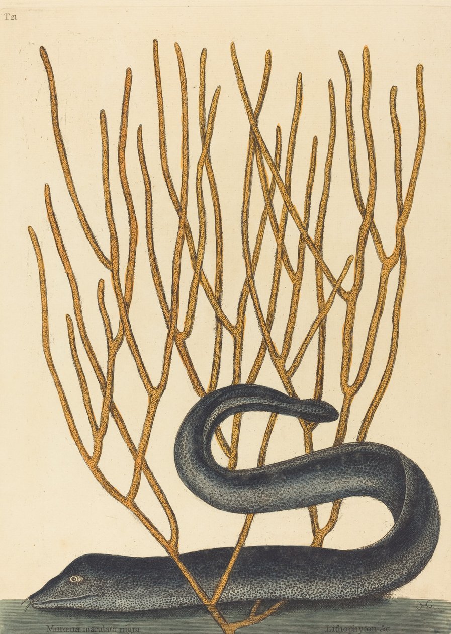 Czarna Murai Moorene Helena Varietus, opublikowana w 1754 r. autorstwa Mark Catesby