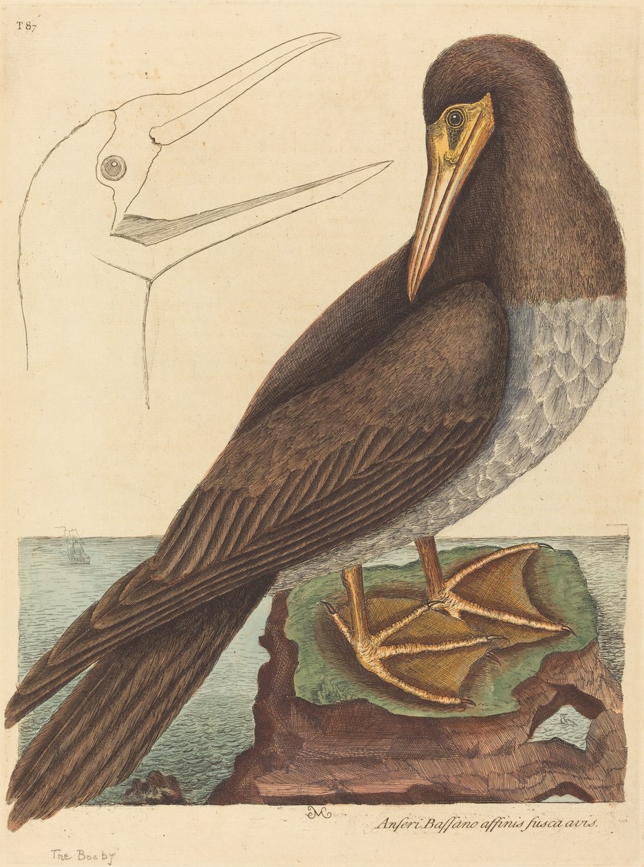 Głuptak Pelecanus Sula, opublikowany w latach 1731-1743. autorstwa Mark Catesby