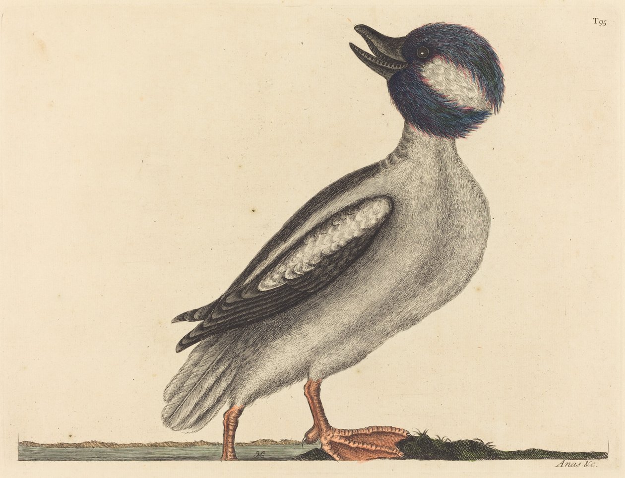 Kaczka Głowa Buffela (Anas bucephala) autorstwa Mark Catesby