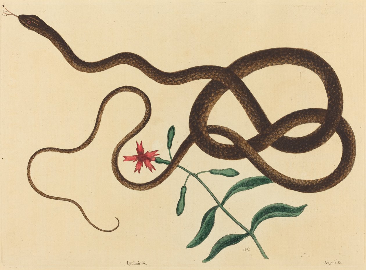 Coach-Whip Snake (wica Colubera) autorstwa Mark Catesby
