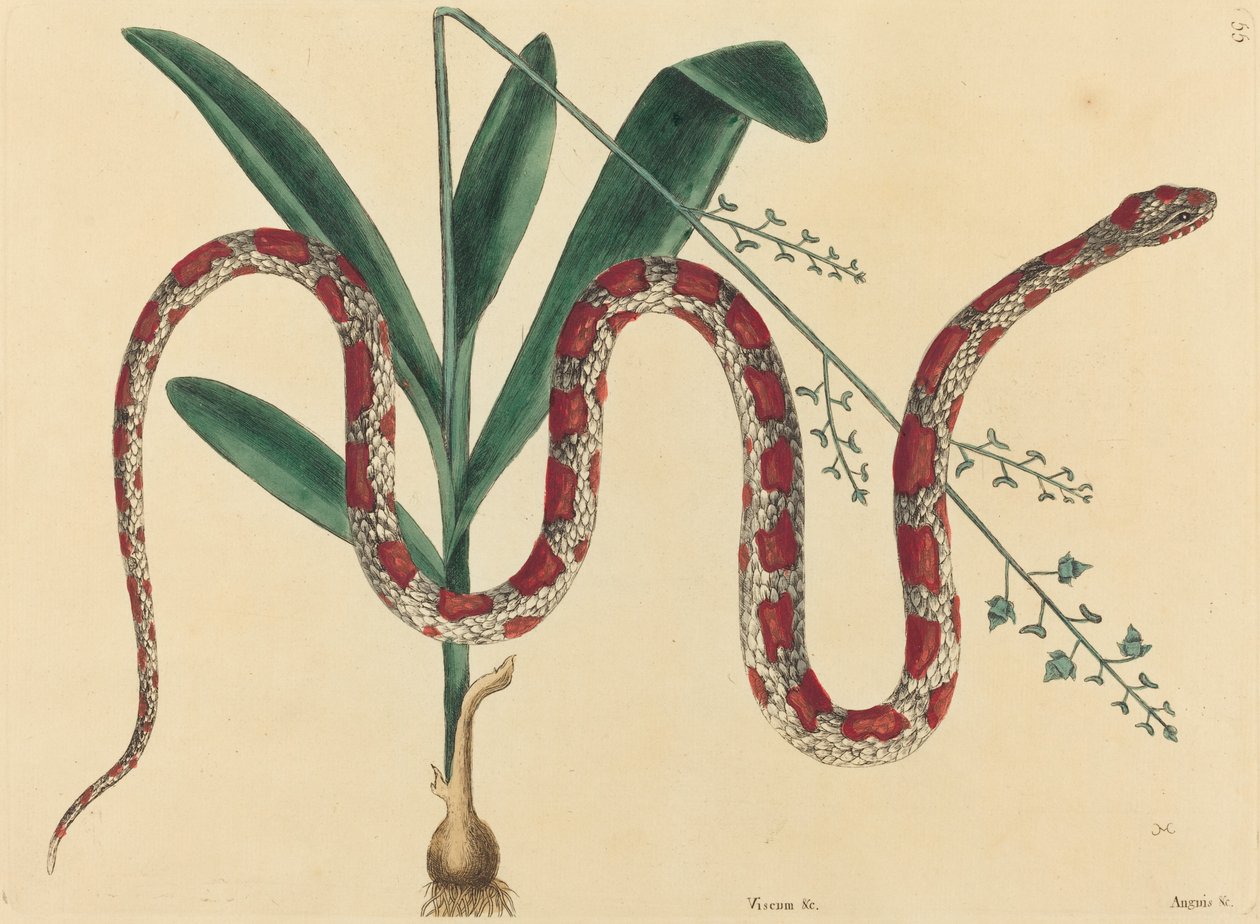 Wąż zbożowy Coluber fulvius, opublikowany w latach 1731-1743. autorstwa Mark Catesby