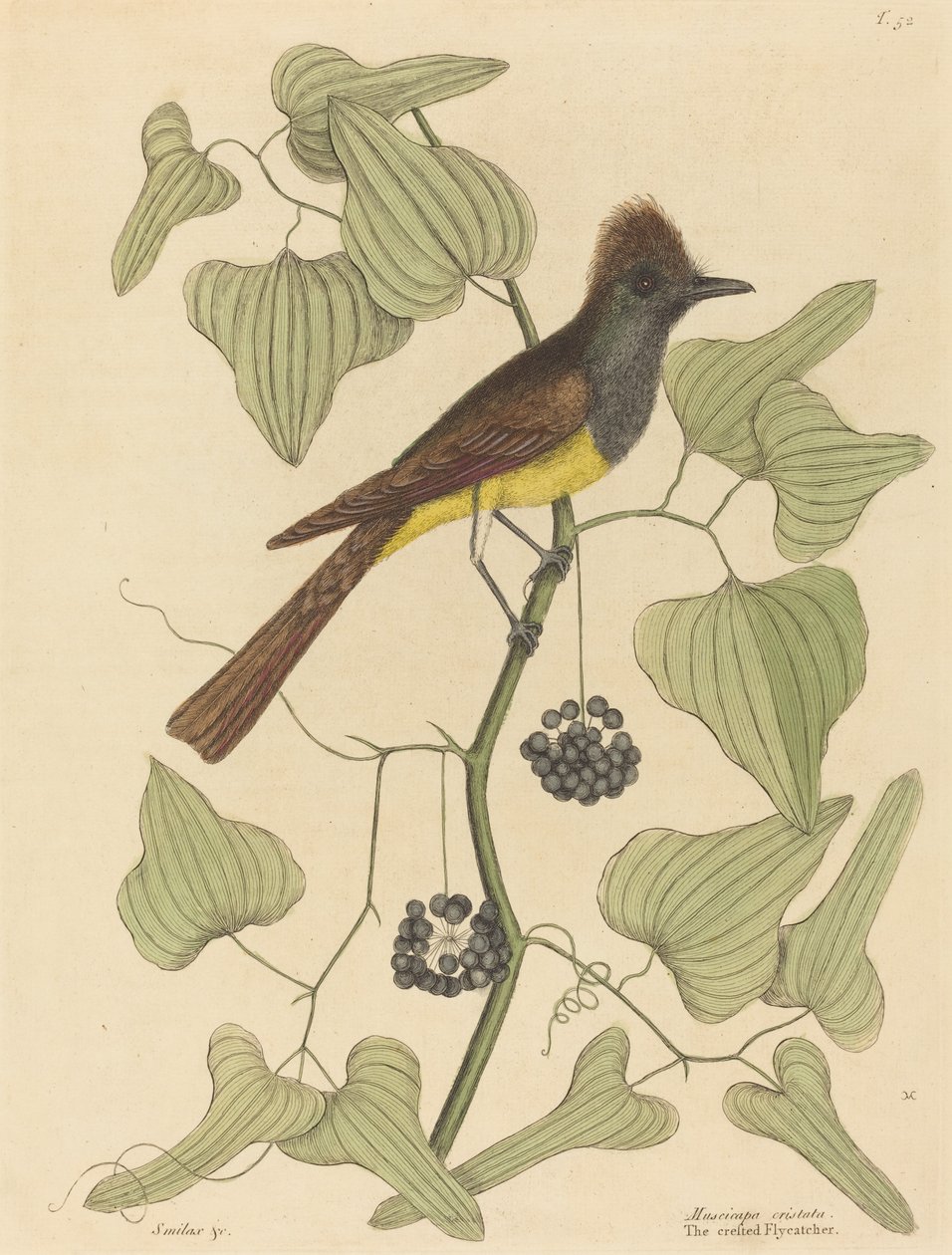 Muchołówka czubata Muscicapa cristata, opublikowana w 1754 r. autorstwa Mark Catesby