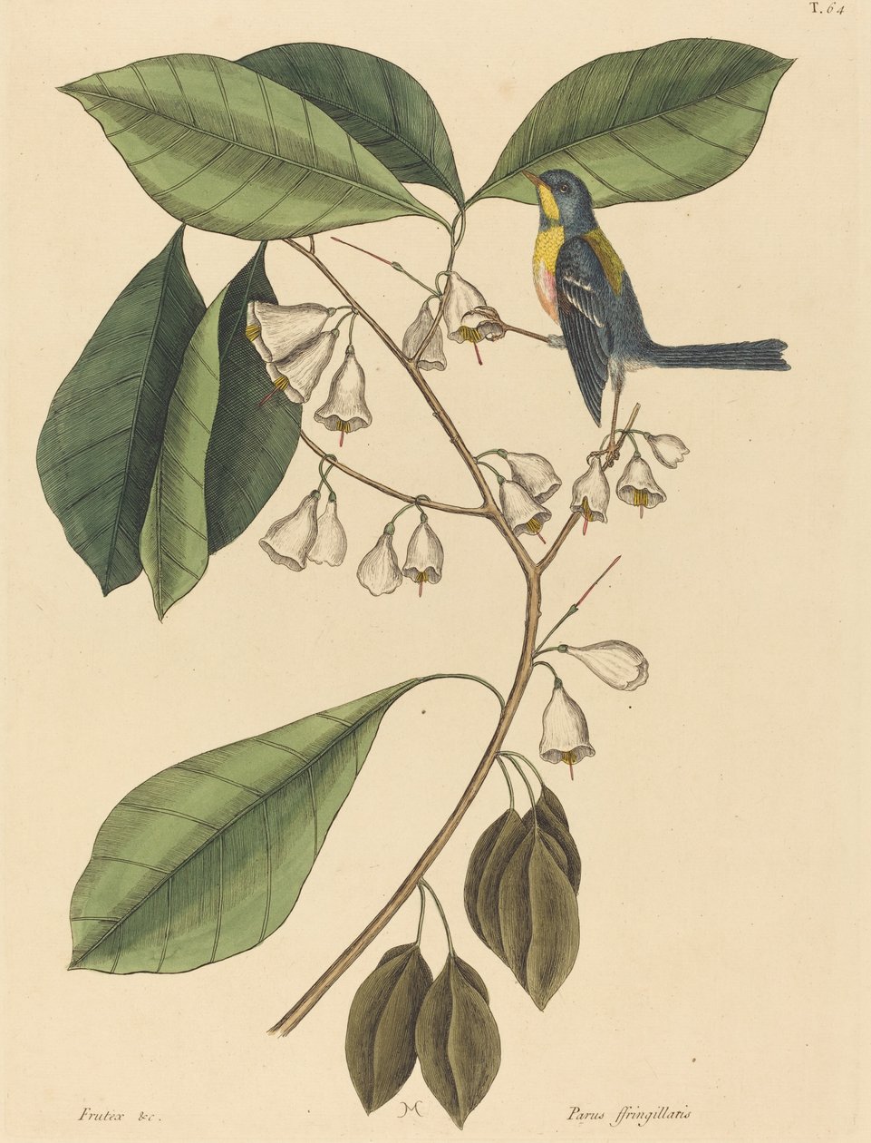Pełzacz zięba (Parus americanus) autorstwa Mark Catesby