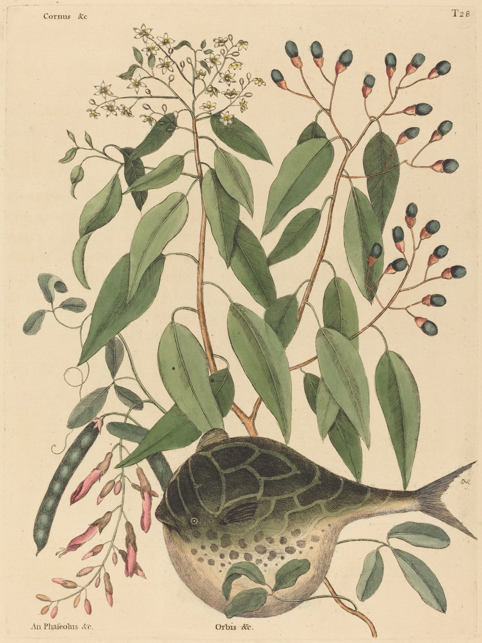 Ryba kulista (Tetrodon lagocephalus) autorstwa Mark Catesby
