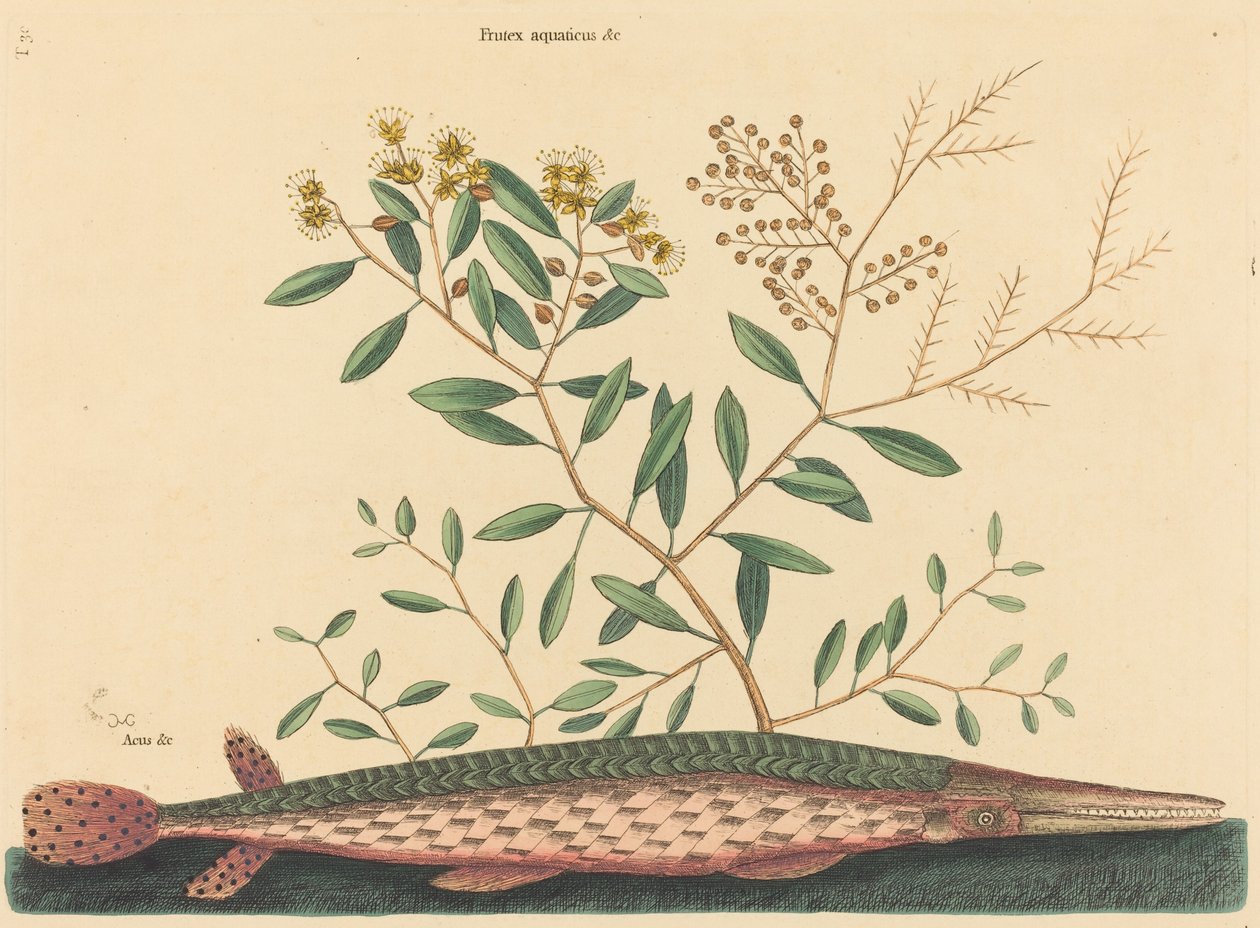 The Green Gar Fish Esox osseus, opublikowany w latach 1731-1743. autorstwa Mark Catesby