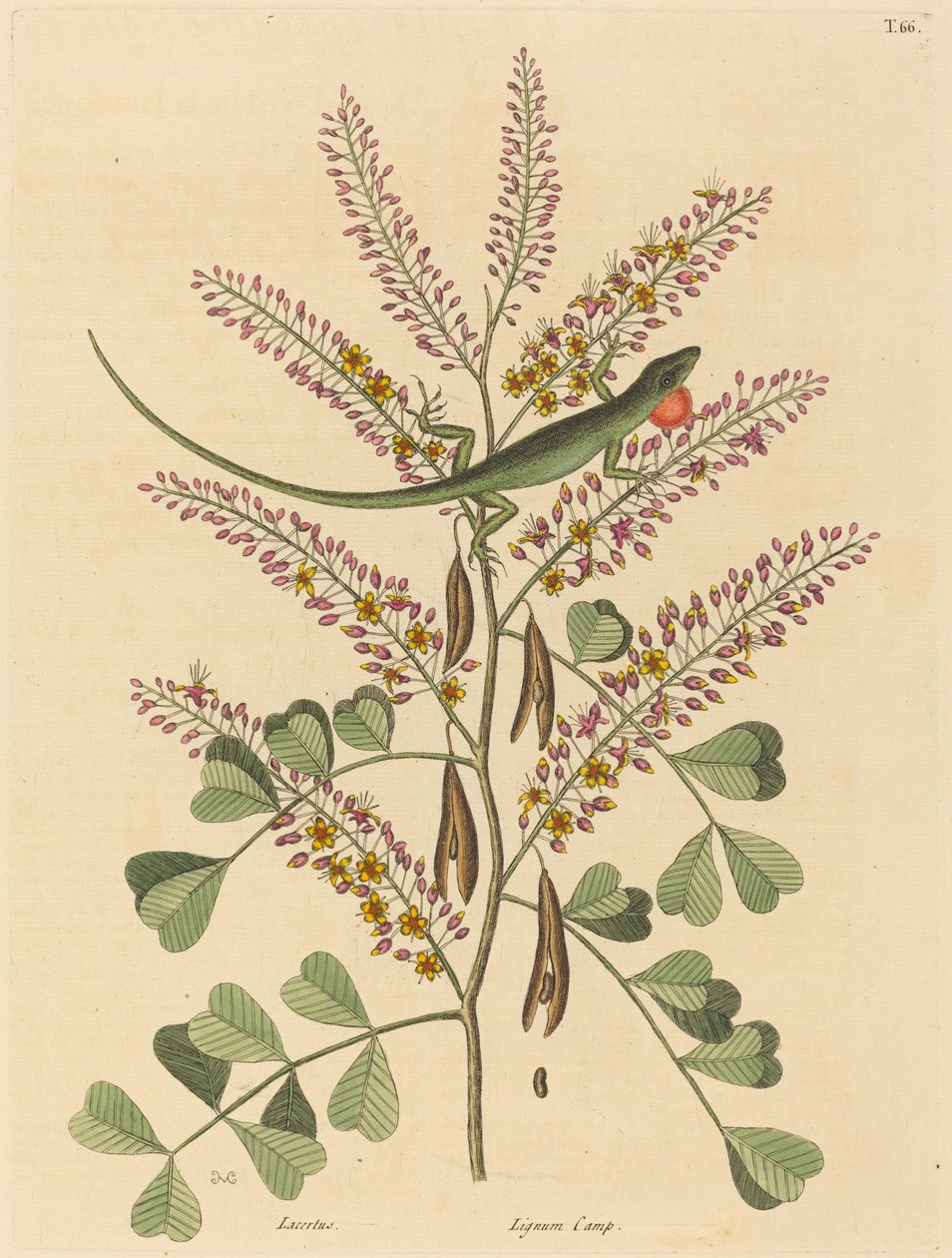 Zielona Jaszczurka Jamajki (Lacerta bullaris) autorstwa Mark Catesby