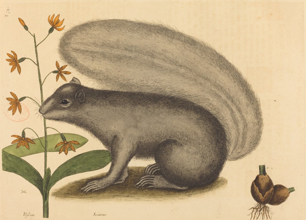 Wiewiórka lisa szarego (Sciurus cinereus) autorstwa Mark Catesby
