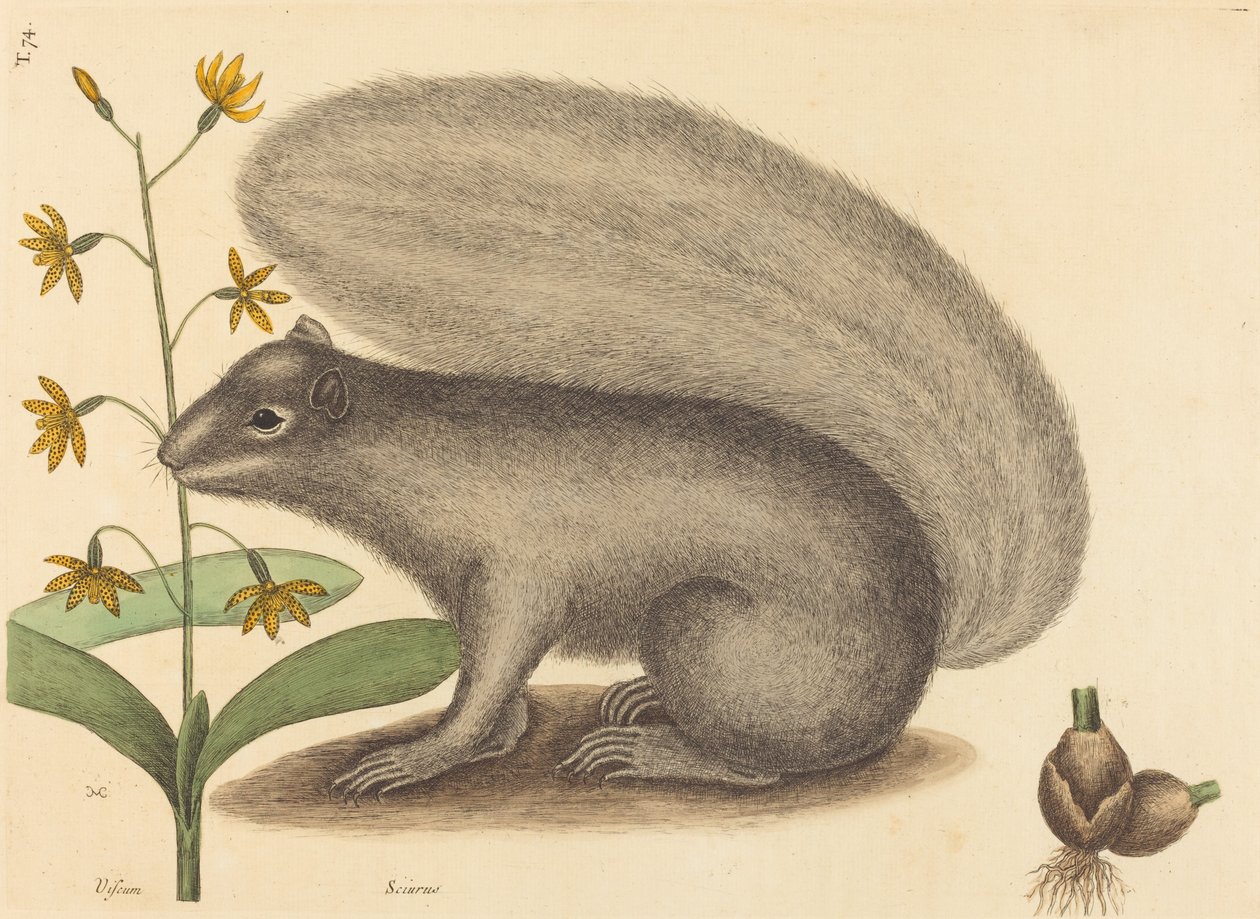 Wiewiórka lisa szarego (Sciurus cinereus) autorstwa Mark Catesby