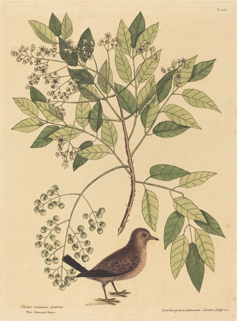 Gołąb mielony (Columba passerina) autorstwa Mark Catesby