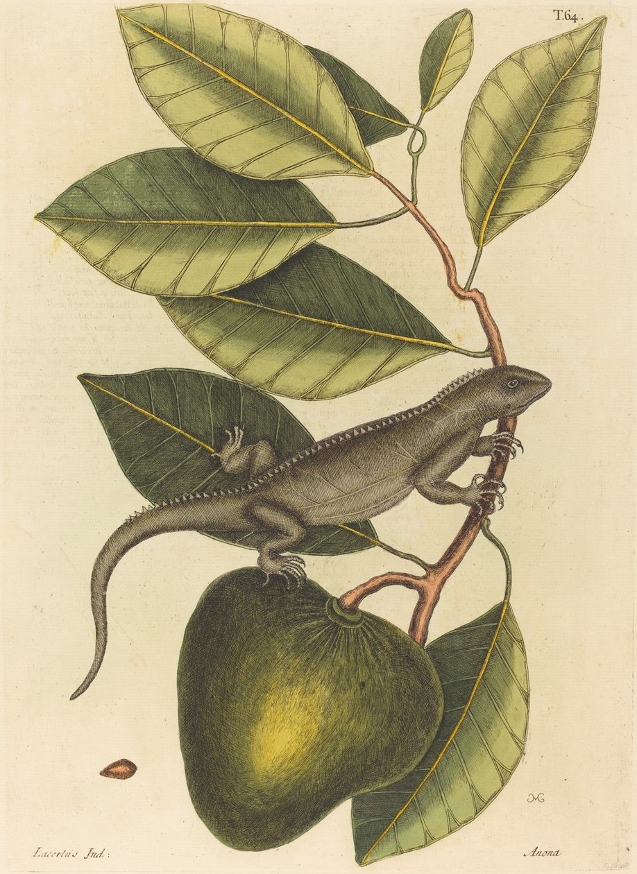 Iguana Guana Lacerta, opublikowana w latach 1731-1 autorstwa Mark Catesby