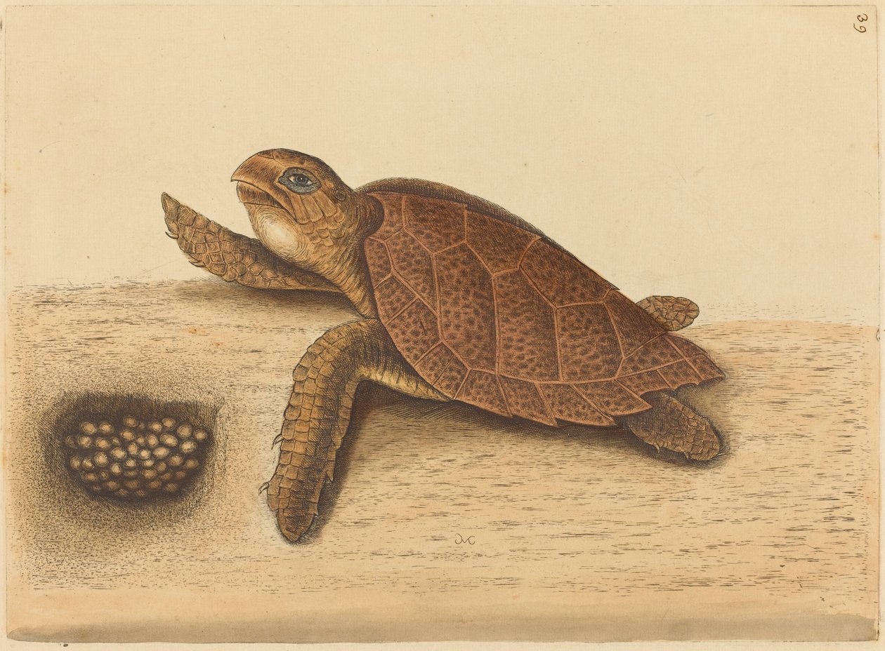 Żółw szylkretowy (Testudo caretta) autorstwa Mark Catesby