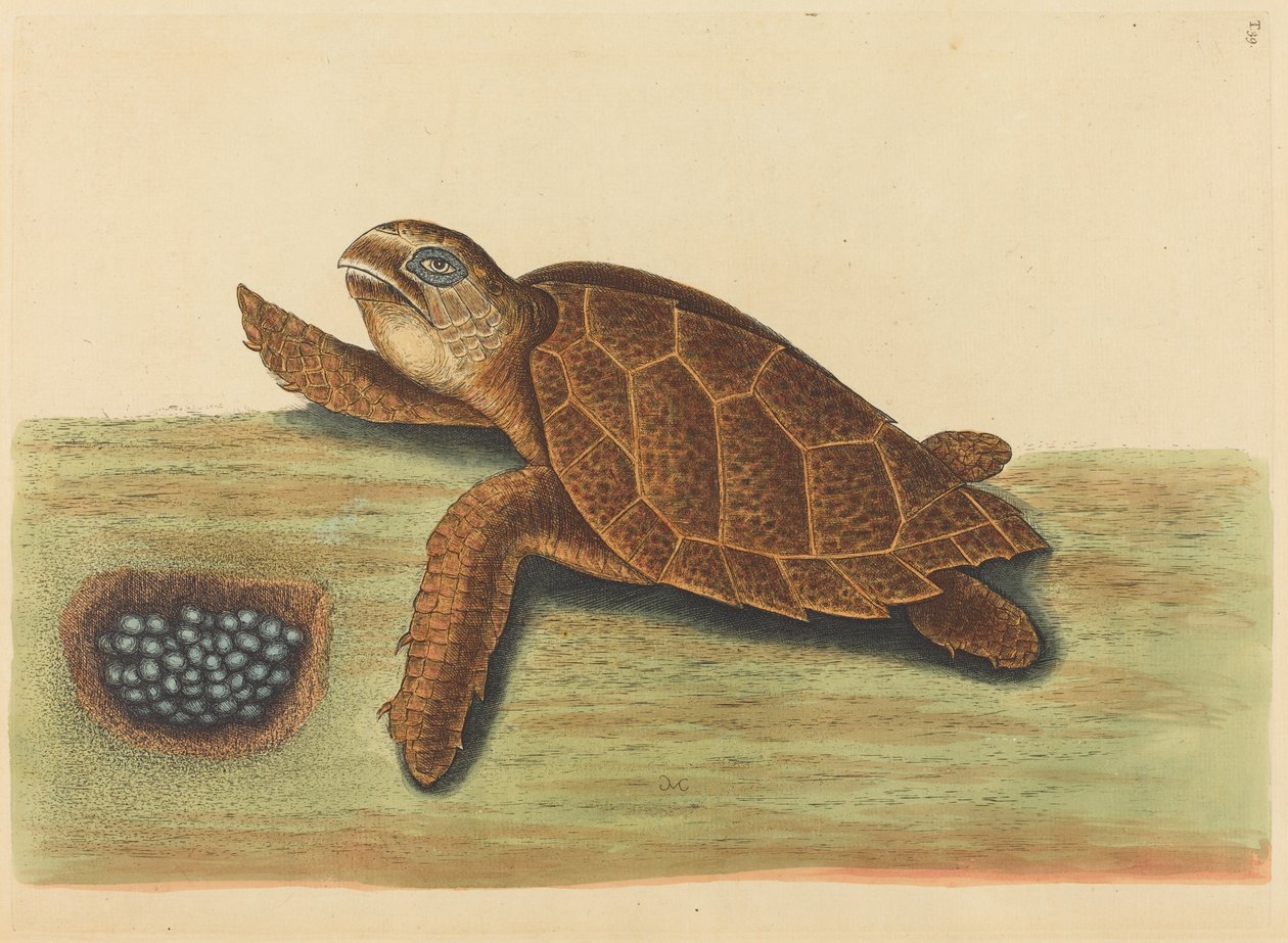 Żółw szylkretowy (Testudo caretta) autorstwa Mark Catesby