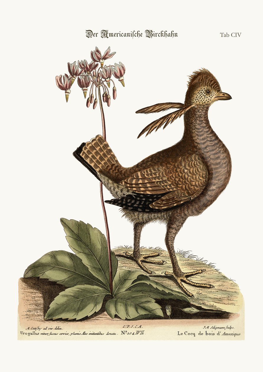 Heathcock, 1749-73 autorstwa Mark Catesby