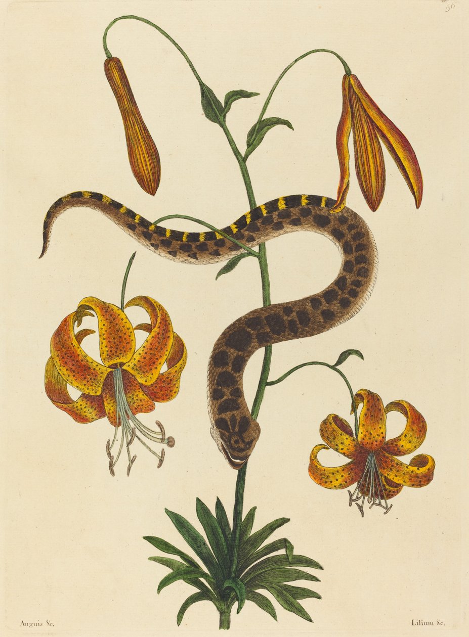 Contortrix Wężowego Nosa Wieprzowego, opublikowana w latach 1731-1743. autorstwa Mark Catesby