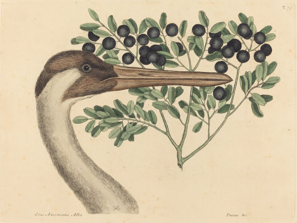 The Hooping Crane Ardea Americana, opublikowana w latach 1731-1743. autorstwa Mark Catesby
