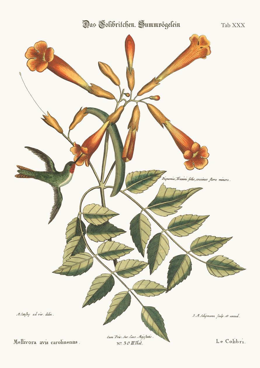 Koliber, 1749-73 autorstwa Mark Catesby