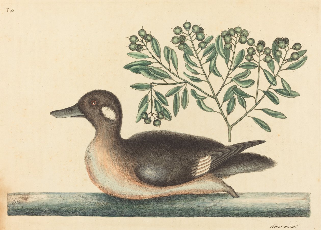 Mała brązowa kaczka Anas rustica, opublikowana w 1754 r. autorstwa Mark Catesby