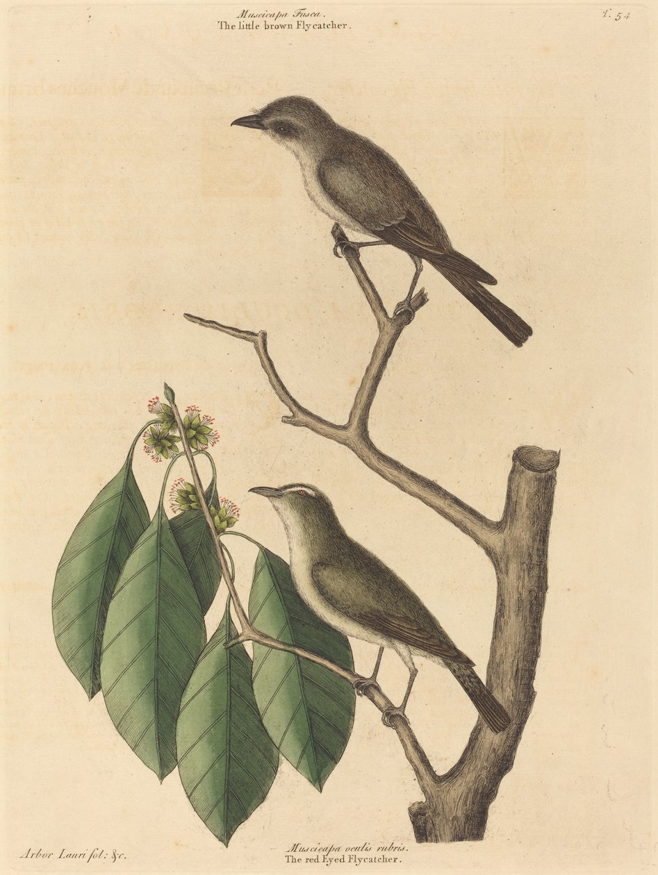The Little Brown Muchołówka, opublikowana w latach 1731-1743. autorstwa Mark Catesby