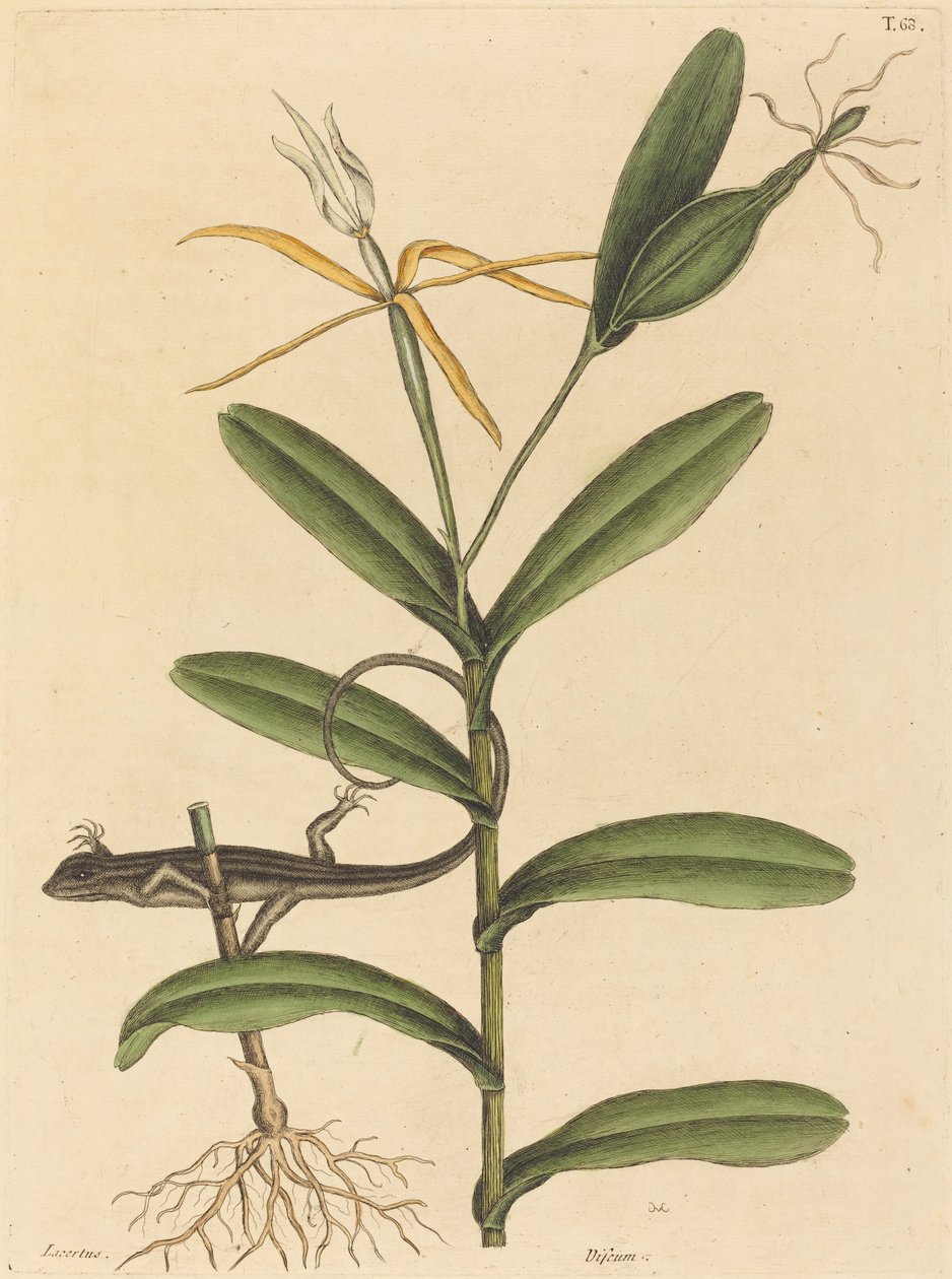 Jaszczurka Lyon (Lacerta 6-lineata) autorstwa Mark Catesby