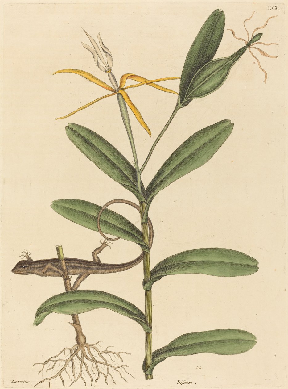 Jaszczurka Lyon (Lacerta 6-lineata) autorstwa Mark Catesby