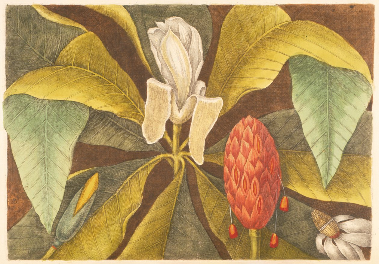 Magnolia, tablica 68, tom 1 z "Natural History of Carolina, Florida and the Bahamas". autorstwa Mark Catesby