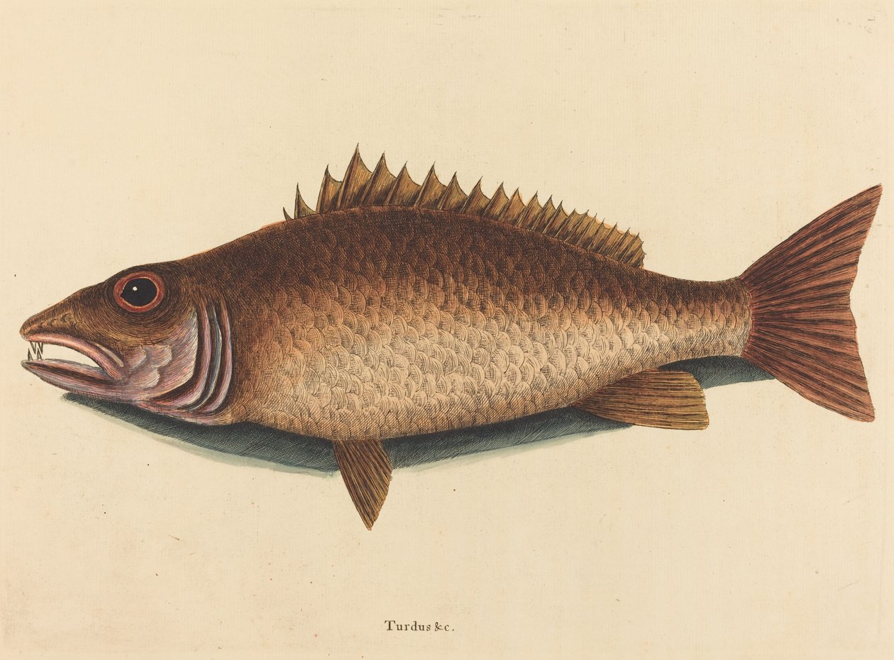 Publikacja The Mangrove Snapper Labrus Griseus autorstwa Mark Catesby