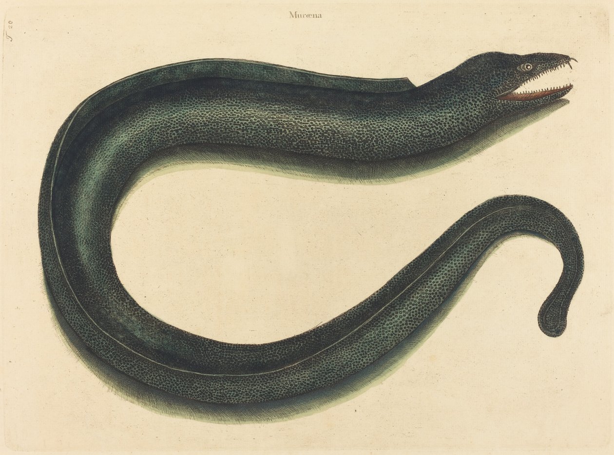 Murray (Muraina Helena) autorstwa Mark Catesby