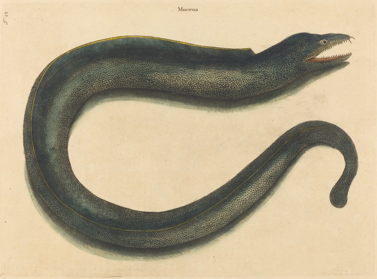 Piekło Muray Muraena, opublikowane 1731-1 autorstwa Mark Catesby