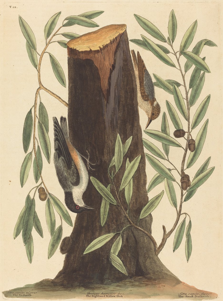 Kowalik (Sitta Europaea) autorstwa Mark Catesby