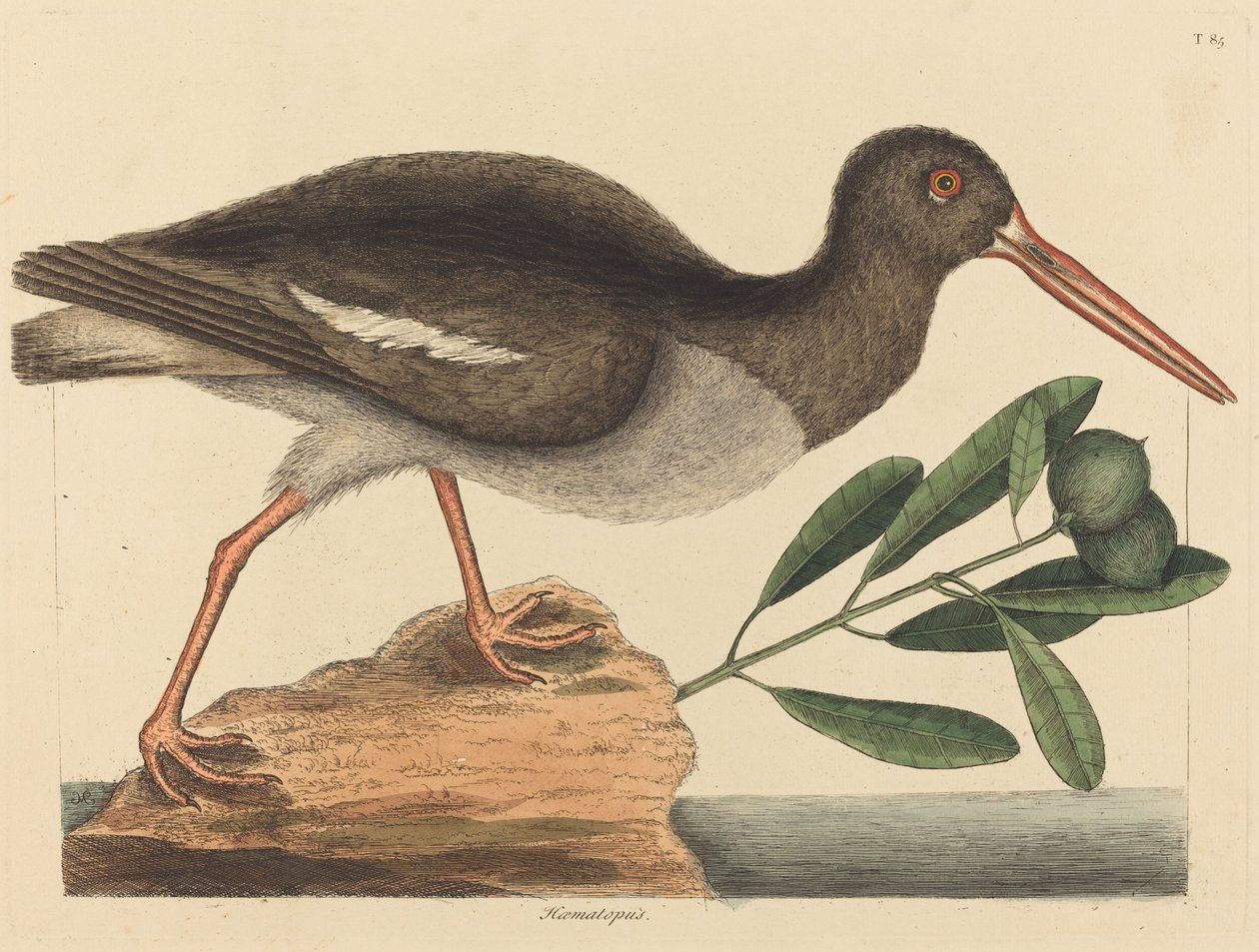 Ostrygojad (Haematopus ostralegus) autorstwa Mark Catesby