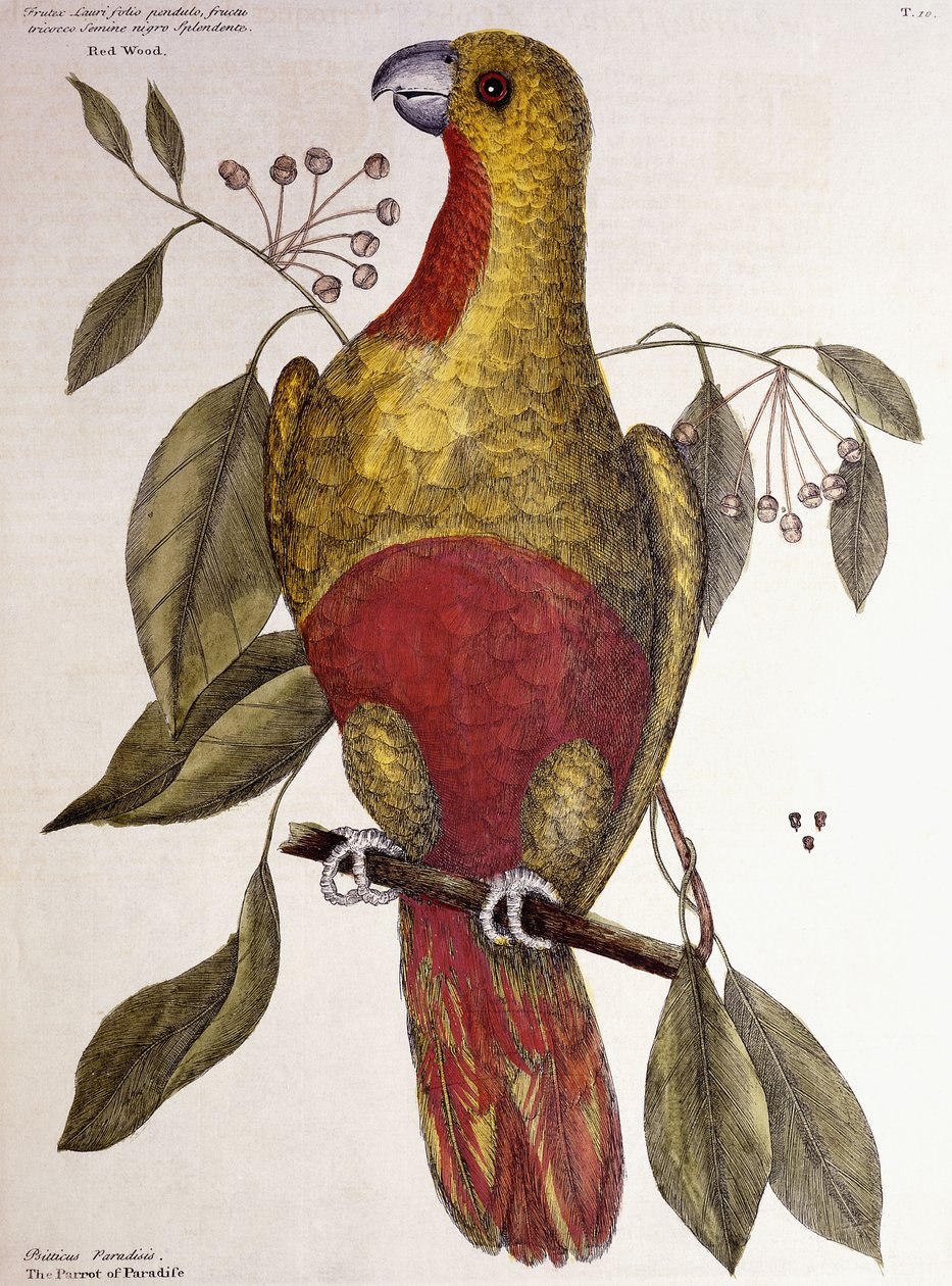 Rajska papuga, 1771 autorstwa Mark Catesby