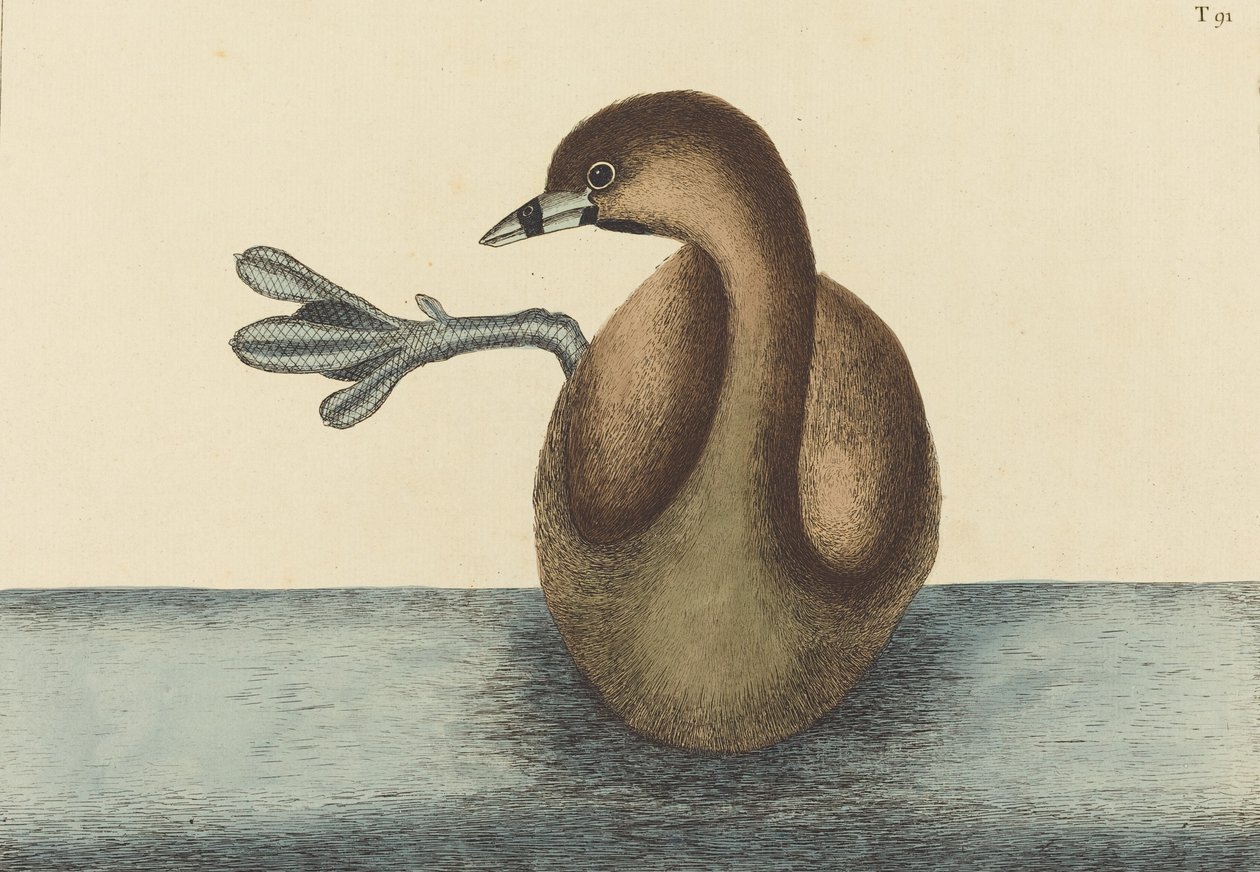Podiceps Dobchick Colymbus srokaty, opublikowany w latach 1731-1743. autorstwa Mark Catesby