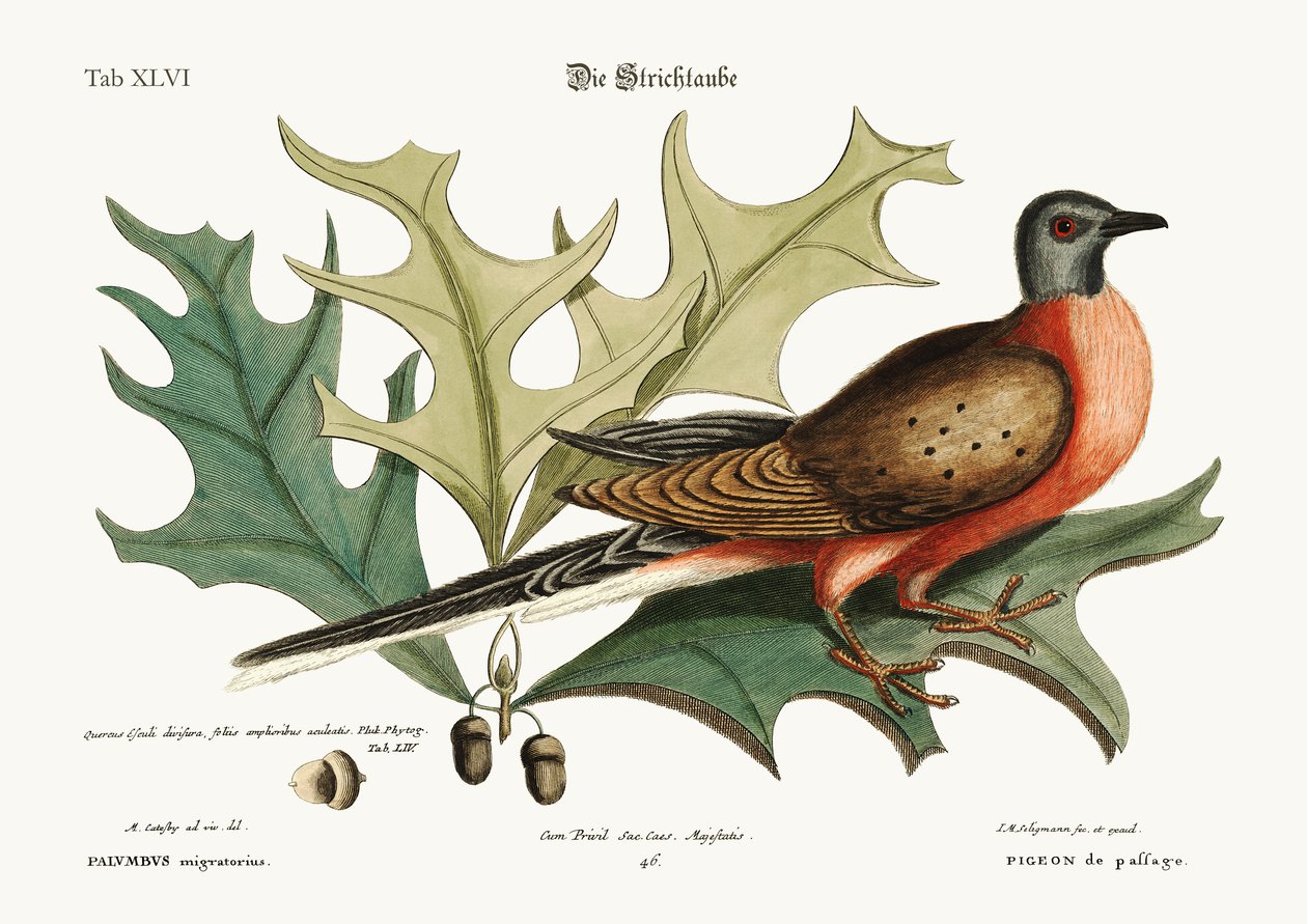 Gołąb Pasażerski, 1749-73 autorstwa Mark Catesby