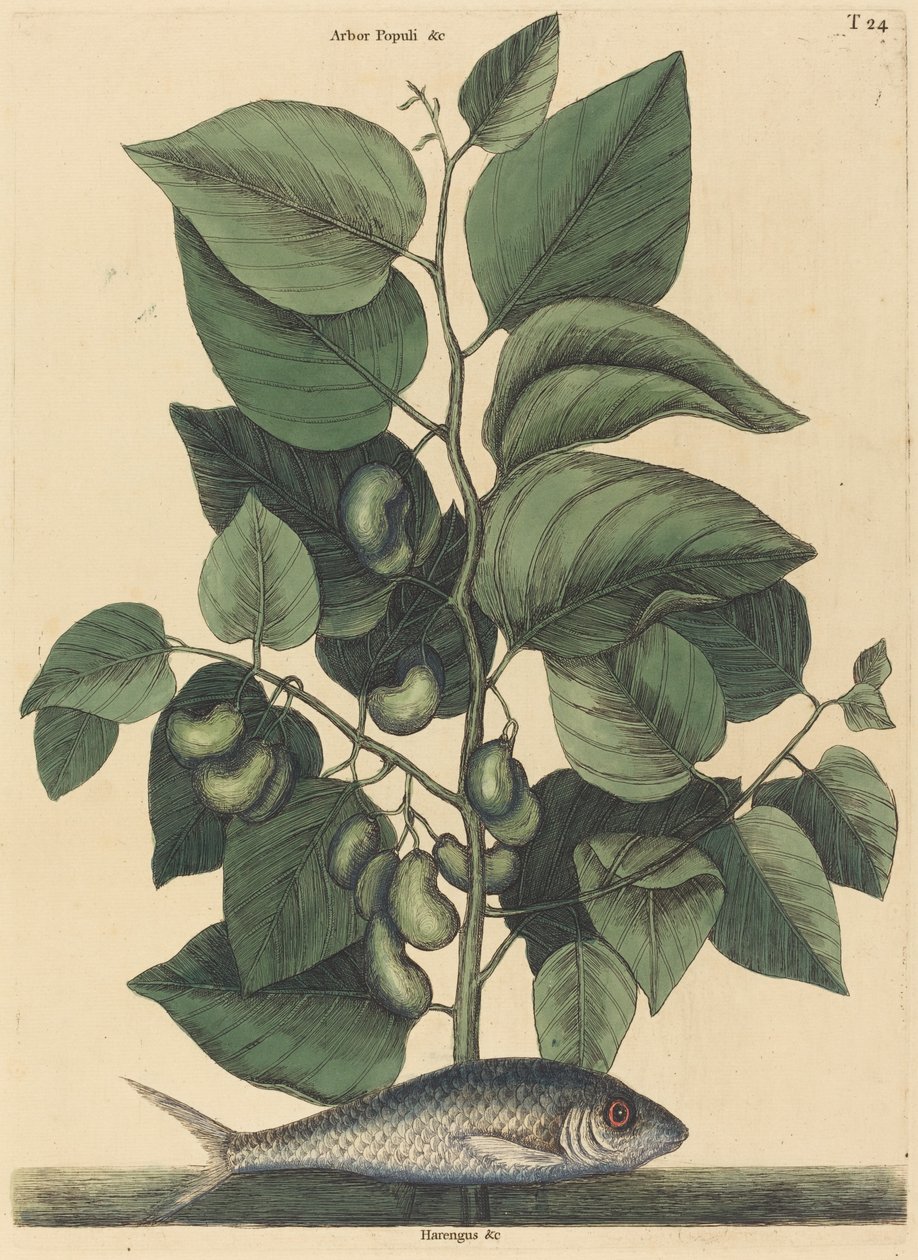 Carolina Pilchard Argentina, opublikowana w latach 1731-1743. autorstwa Mark Catesby