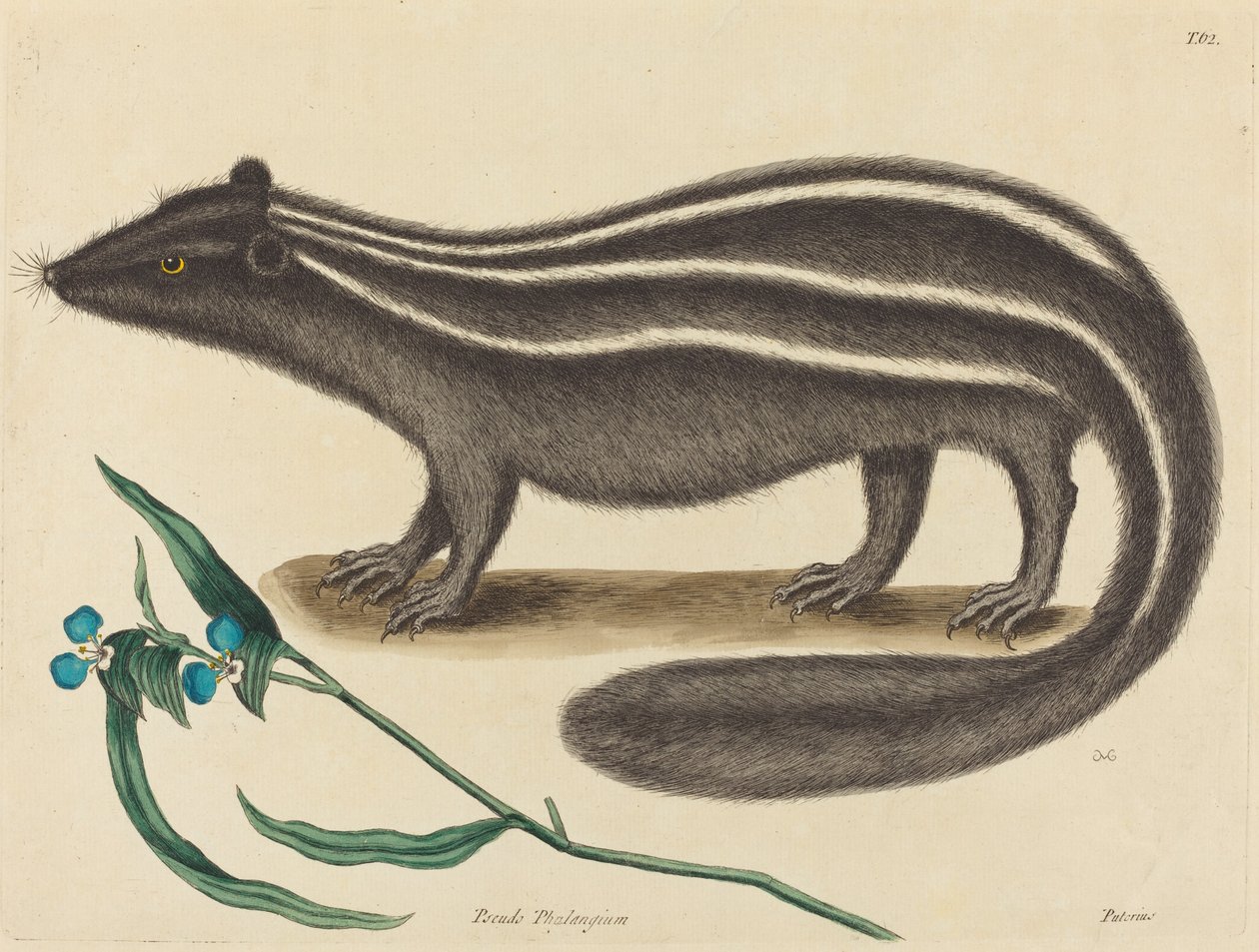 Polak kot Viverra putorius, opublikowany w latach 1731-1743. autorstwa Mark Catesby
