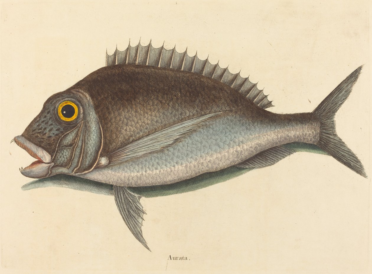 Porgy (chryzop Sparus) autorstwa Mark Catesby