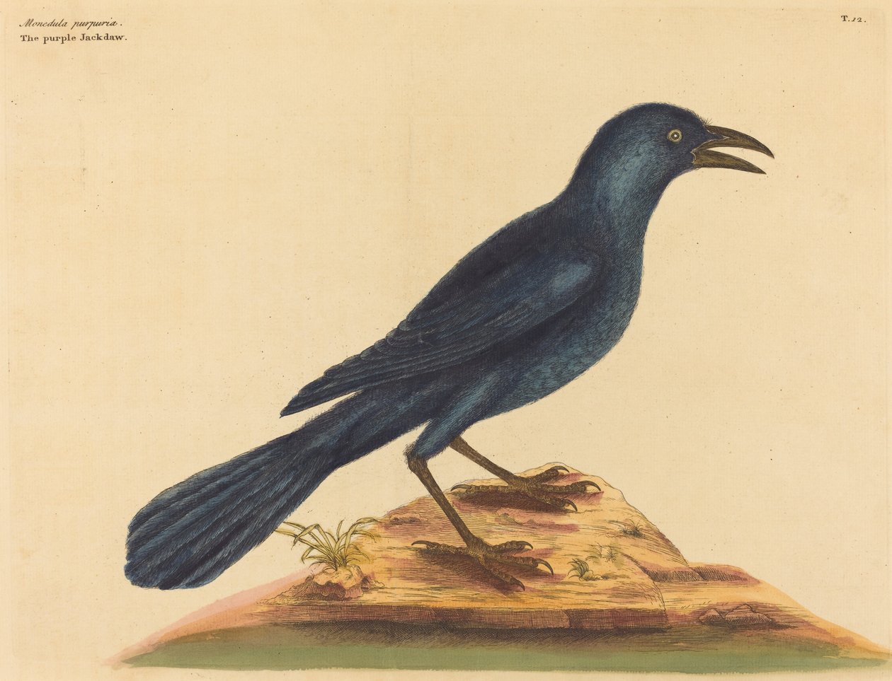 Purpurowy Jack Daw Gracula Quiscula, opublikowany w 1731 r. autorstwa Mark Catesby