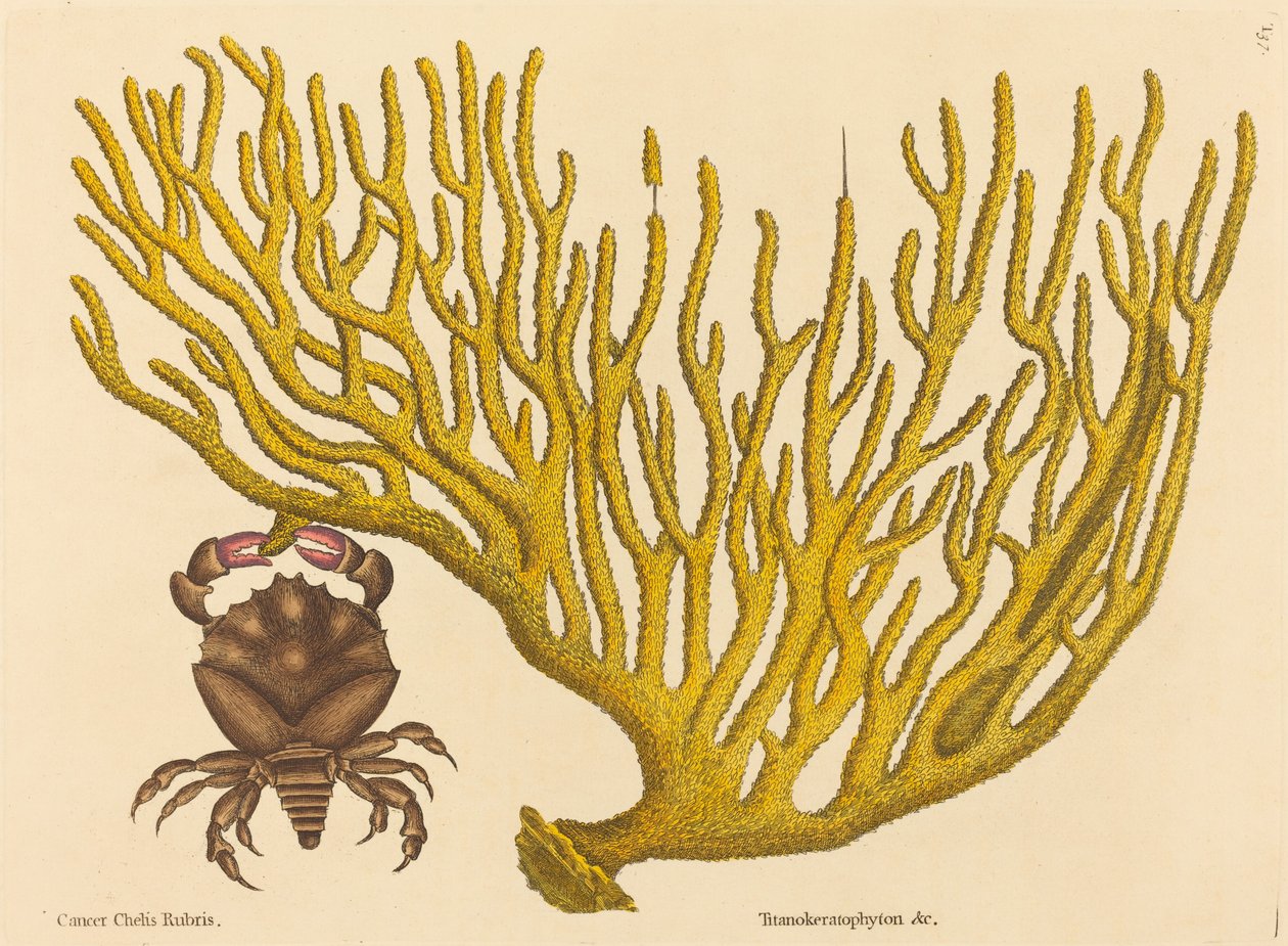 The Red Clawed Crab Cancer erythropus, opublikowany w latach 1731-1743. autorstwa Mark Catesby