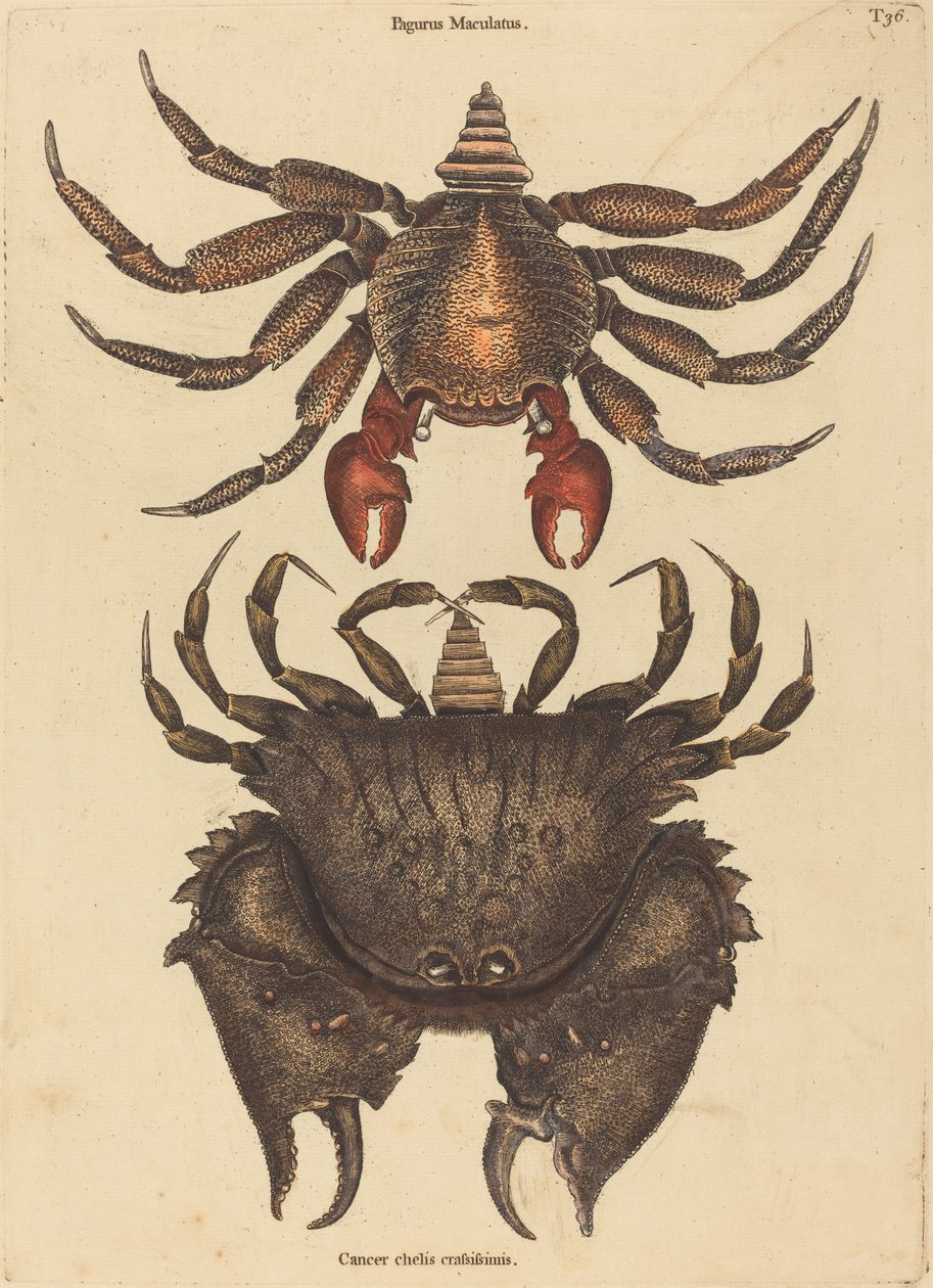 Krab cętkowany (Cancer Grapsus) autorstwa Mark Catesby