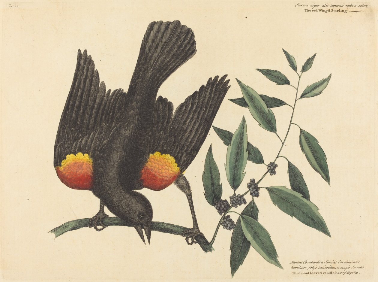 The Red Winged Starling Oriolus phoeniceus, opublikowany 1754. autorstwa Mark Catesby