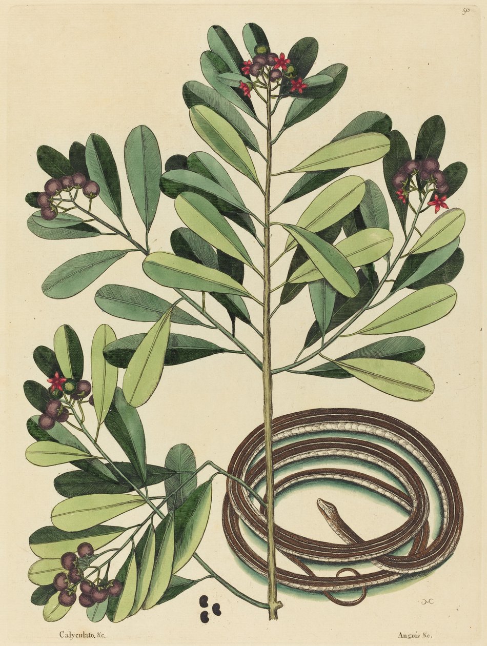 Wąż wstążkowy (Coluber saurita) autorstwa Mark Catesby