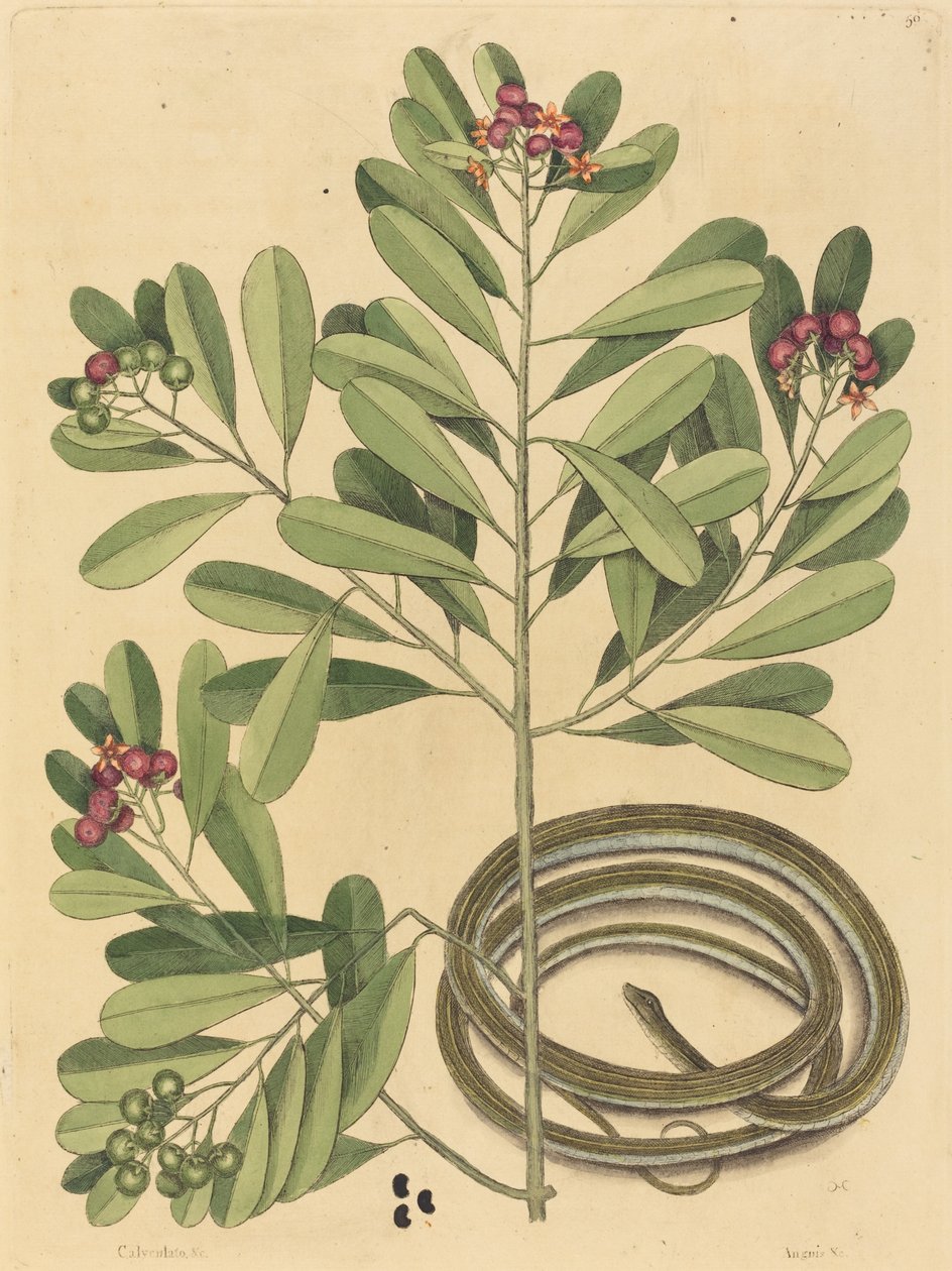Wąż wstążkowy (Coluber saurita) autorstwa Mark Catesby