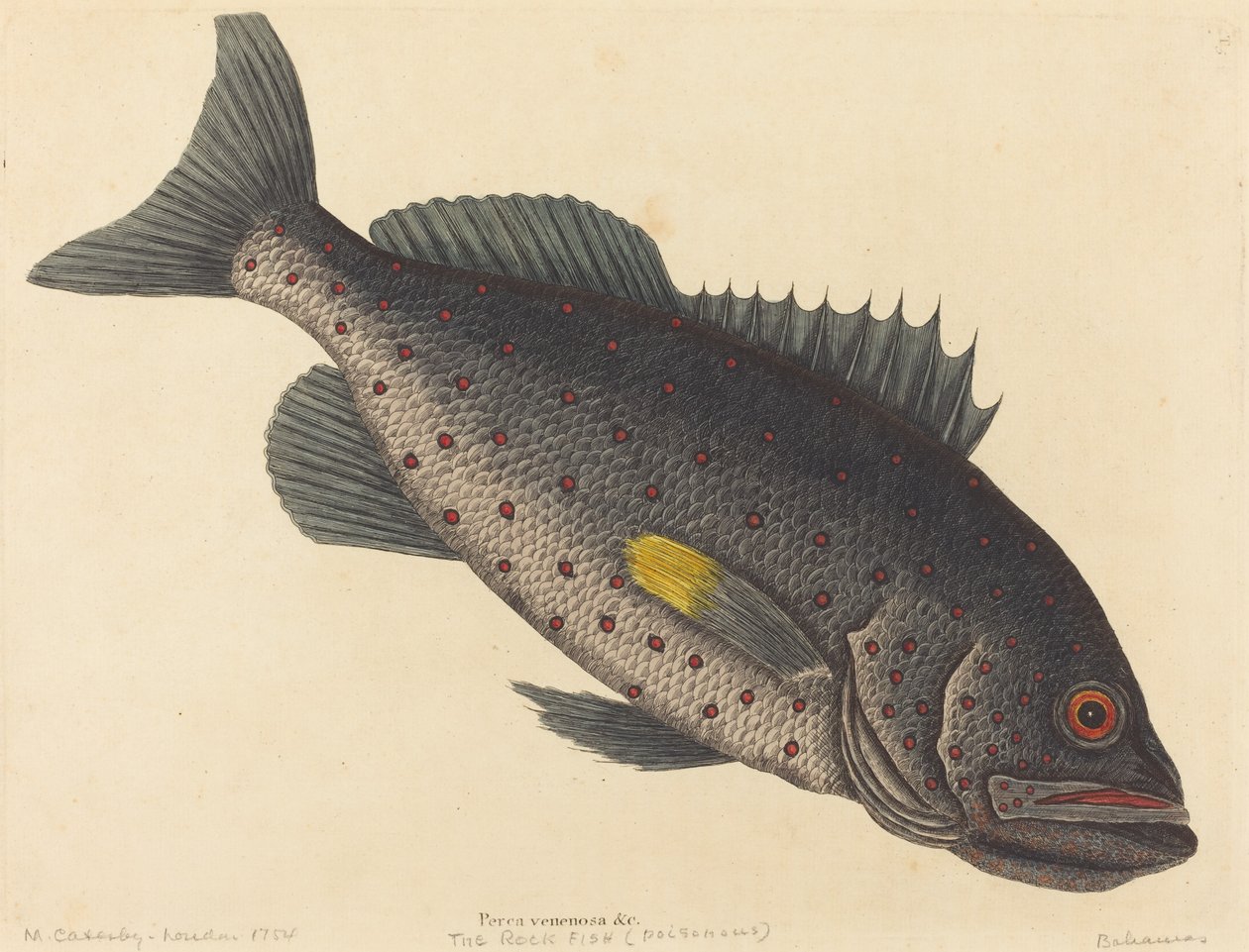Ryba skalna Perca venenosa, opublikowana w 1754 r. autorstwa Mark Catesby