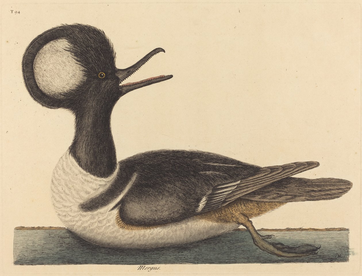 Mergus cucullatus, kaczka okrągłoczuba, opublikowana w latach 1731-1743. autorstwa Mark Catesby