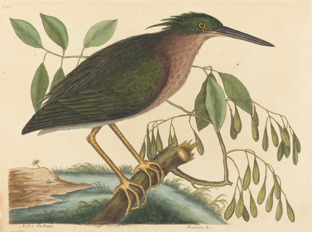 Mały bączek (Ardea virescens) autorstwa Mark Catesby