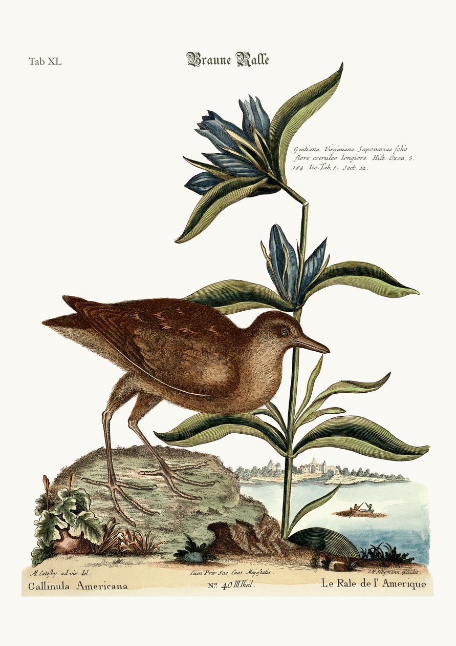 Soree, 1749-73 autorstwa Mark Catesby