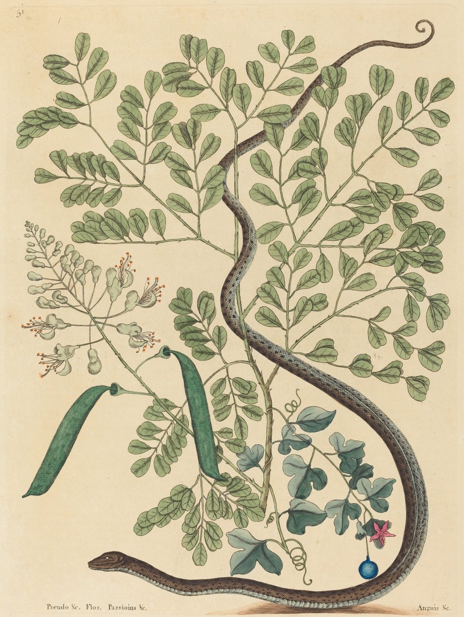 Mgławica Coluber Węża Wstążkowego, opublikowana w latach 1731-1743. autorstwa Mark Catesby