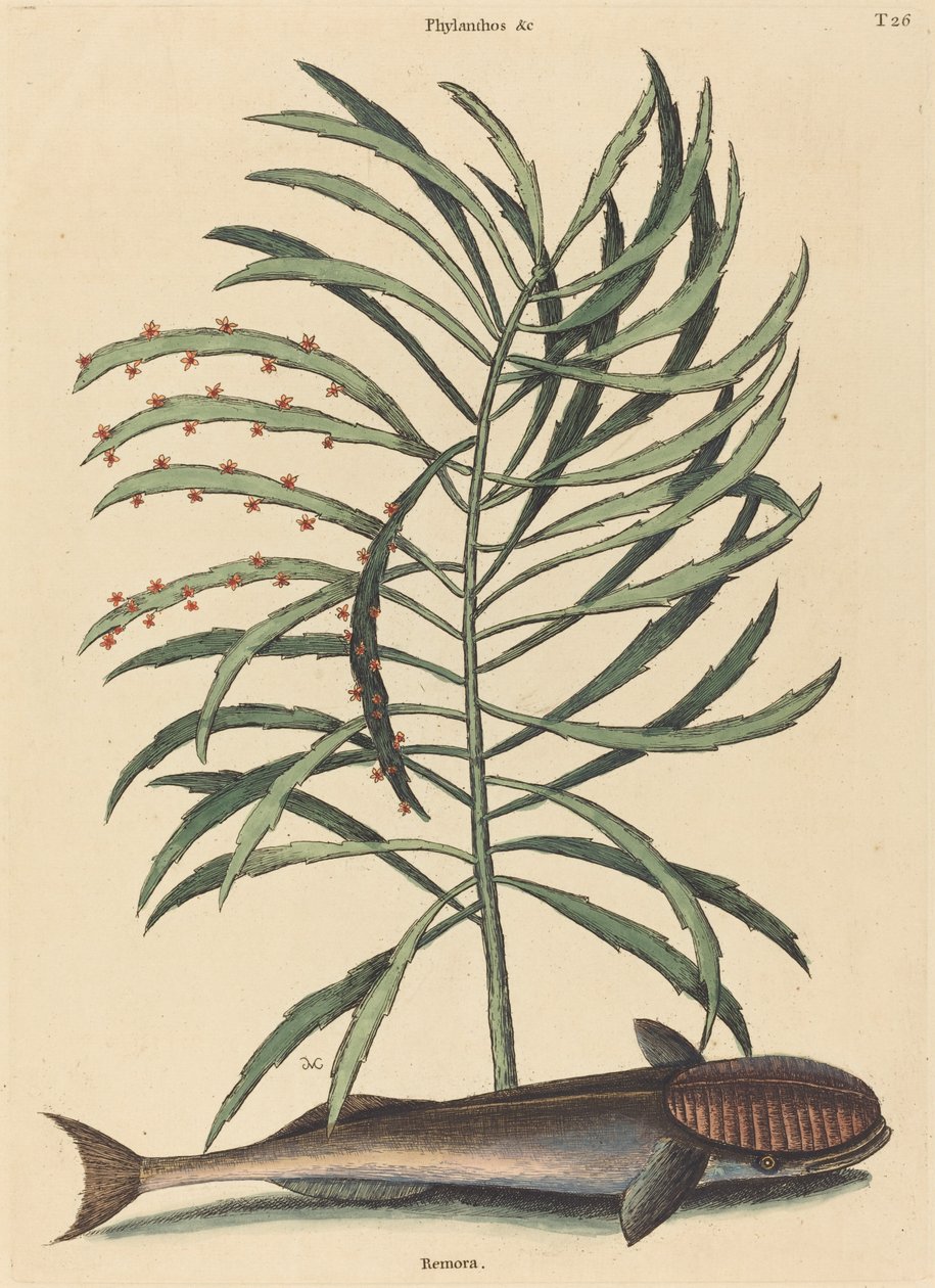 Ryba ssąca (Echeneis Naucratis) autorstwa Mark Catesby