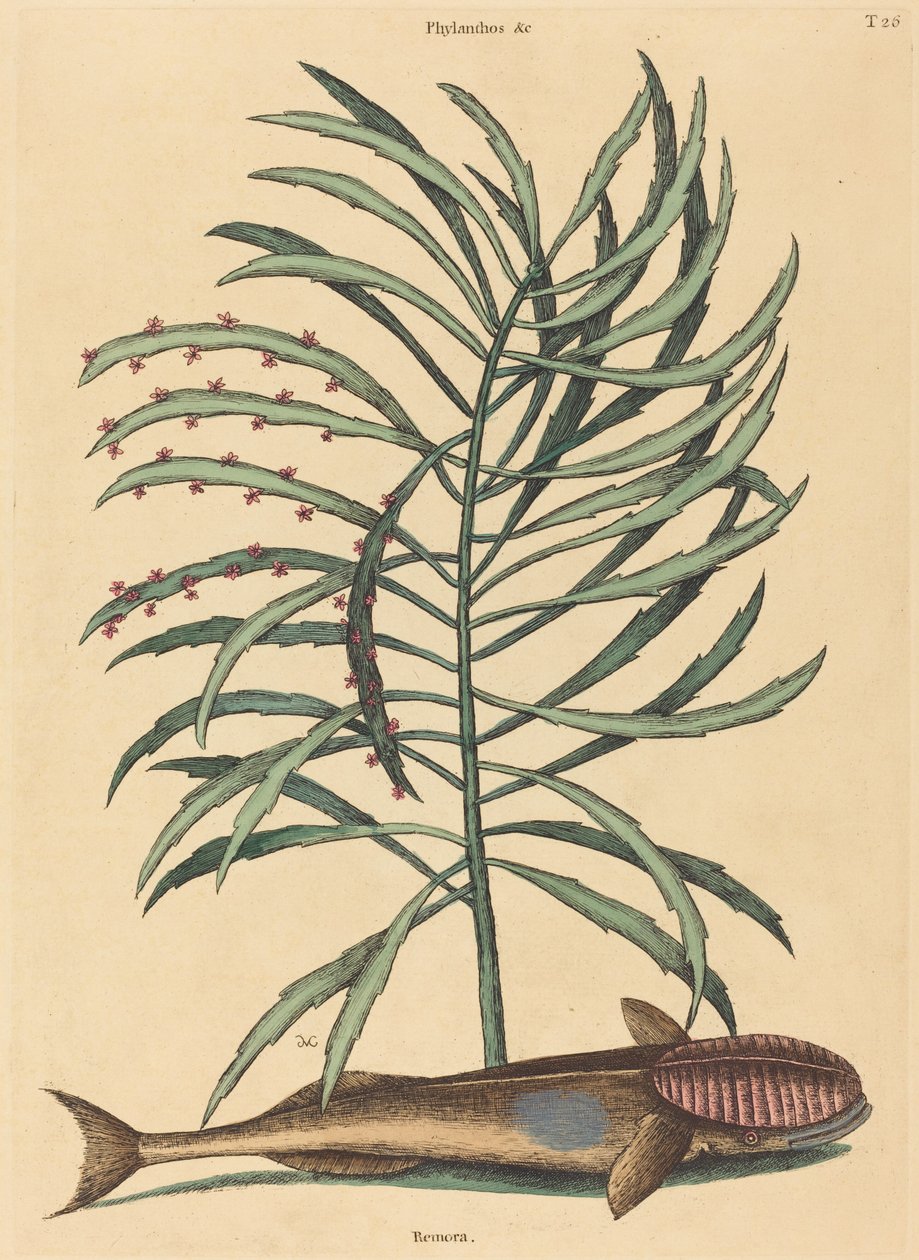 Ryba ssąca (Echeneis Naucratis) autorstwa Mark Catesby
